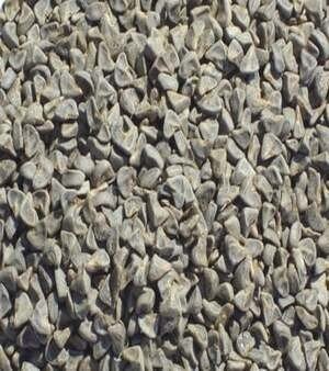 Kenaf Seed