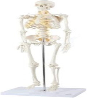Miniature Skeleton