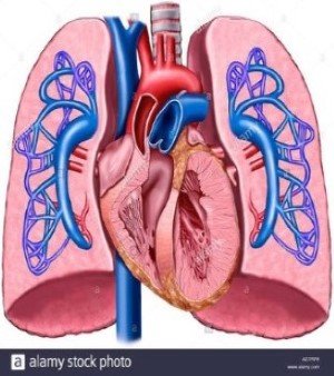 Lungs With Heart model
