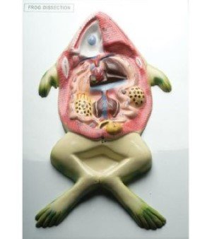 Cream Frog Model