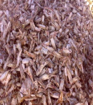 Dried Shrimp Shells