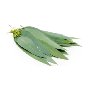 Eucalyptus Leaves