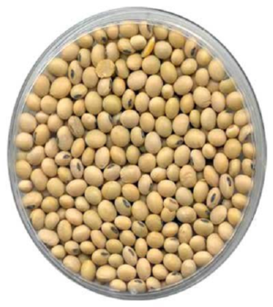 Soyabean seed
