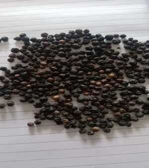 Black pepper from Indonesia
