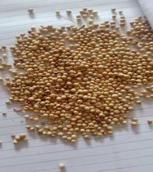 White pepper