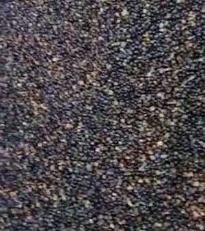 Palm kernel
