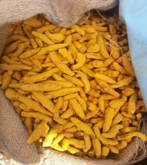 Turmeric Finger, Form : finger