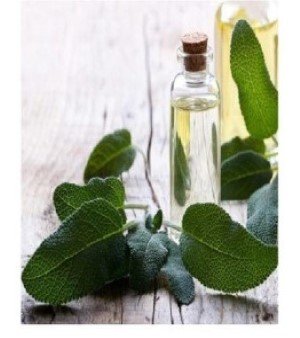 Sage Essential Oil