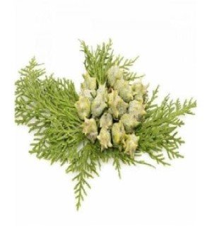 Cypress Essential Oil