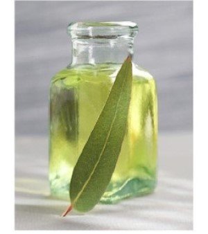 Eucalyptus Oil
