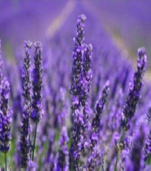 LAVENDER OIL