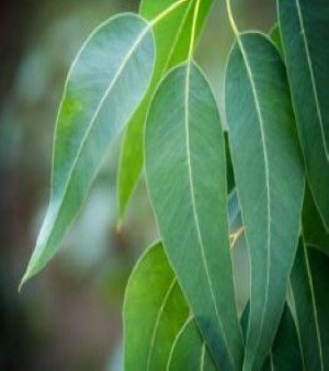 EUCALYPTUS OIL