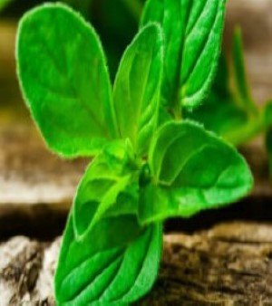 OREGANO OIL