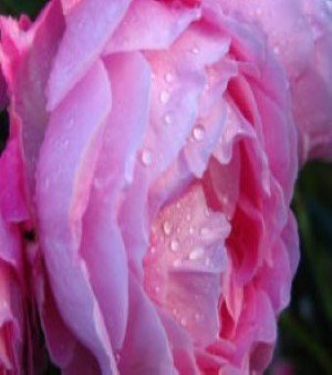 ROSE WATER