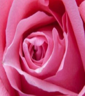 ROSE OIL