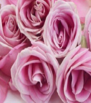 ROSE ABSOLUTE OIL