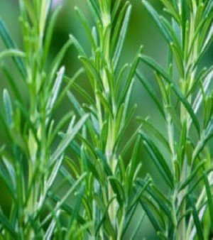 ROSEMARY OIL
