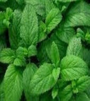 PEPPERMINT OIL