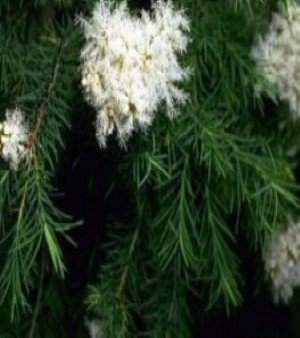 TEA TREE OIL