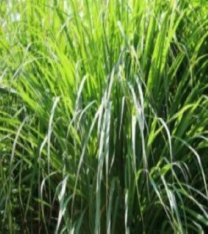 LEMONGRASS OIL