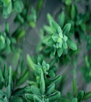 THYME OIL
