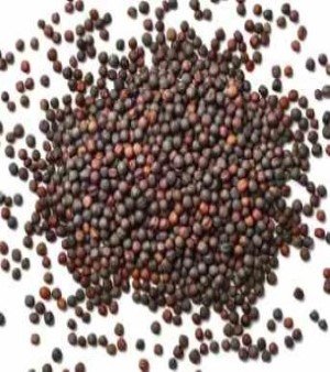 Canola seed