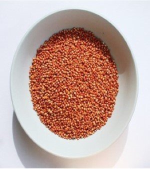 Sorghum