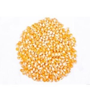 Yellow Maize