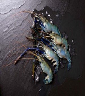 FRESHWATER SHRIMP