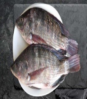 Tilapia Fish