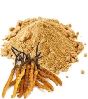 Cordyceps Extract