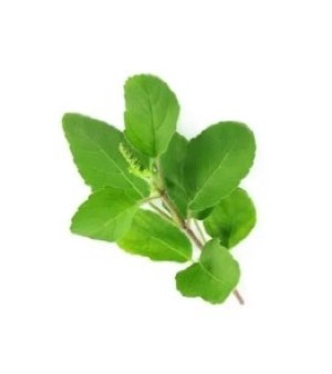 Tulsi Ark Extract