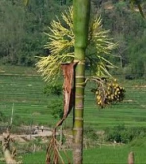 Areca Catechu Extract