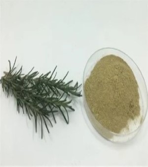 Rosemary Extract