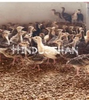 Vaan Kozhi Chicks