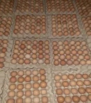 Brown Eggs