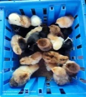 Sasso Chicks And Chicken