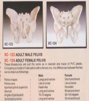 Pelvis Model