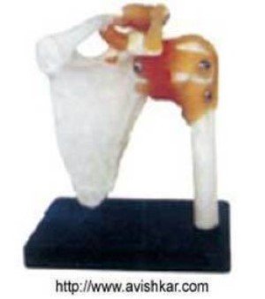 Shoulder Joint Model