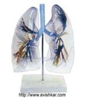 Transparent Lung Segment