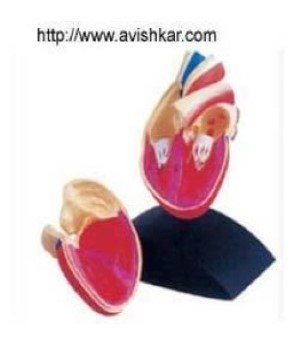 Heart Model