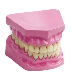 Dental Model