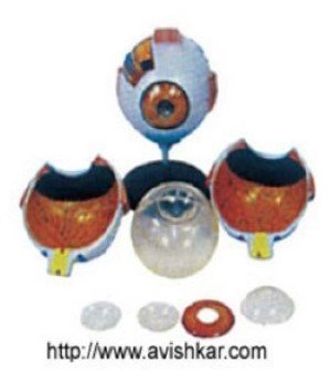 Giant Eye Model