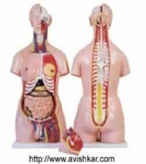 Torso Models