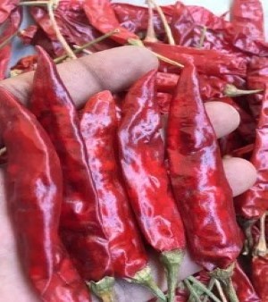 Red Chilli