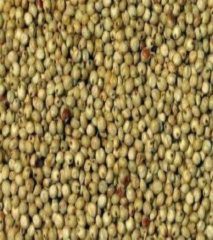 Hybrid Jowar Seed