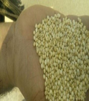 Sorghum Seed