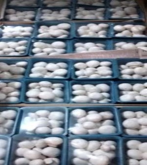 White button mushroom