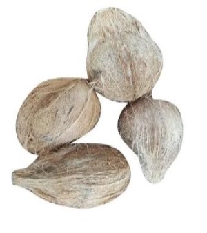 Grade B Semi Husked Coconut