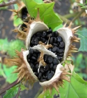 Kala Datura Seeds (Datura Stramonium)